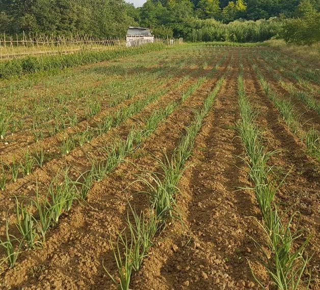 campi della raccolta di cipolla