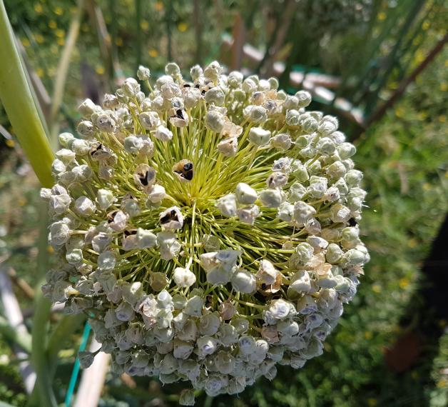 Cipolla Bianca