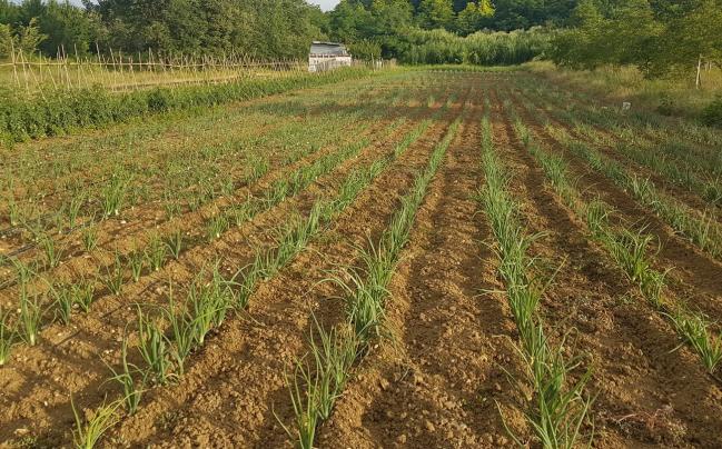 campi della raccolta di cipolla