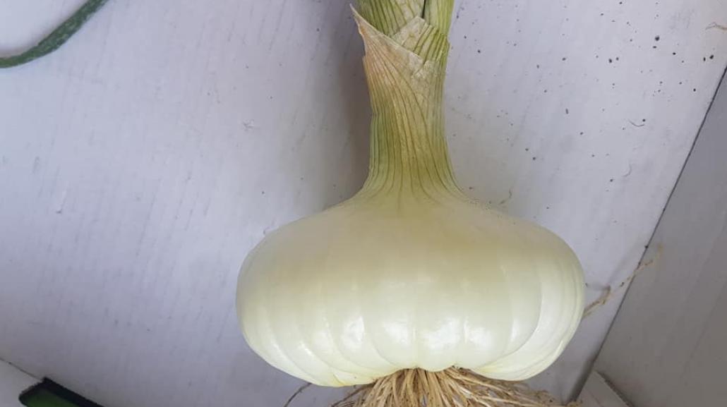 Cipolla bianca fresca
