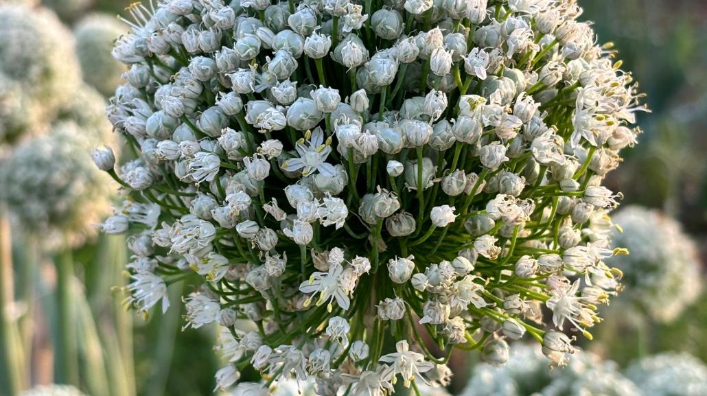 Cipolla in fiore