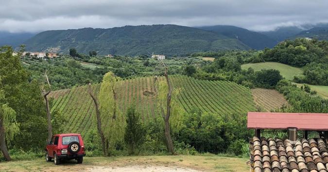 Campi di cipolle