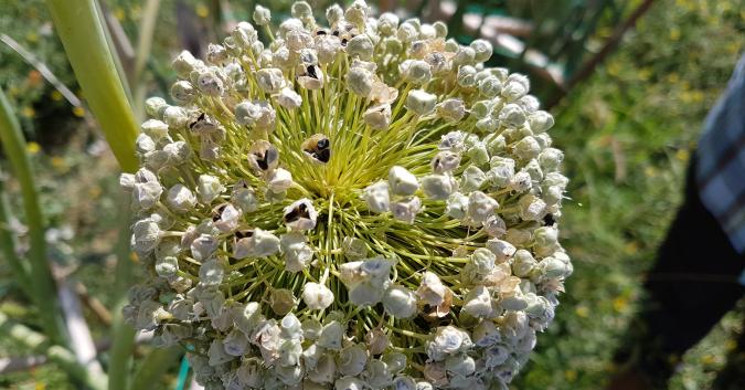 Fiore della Cipolla