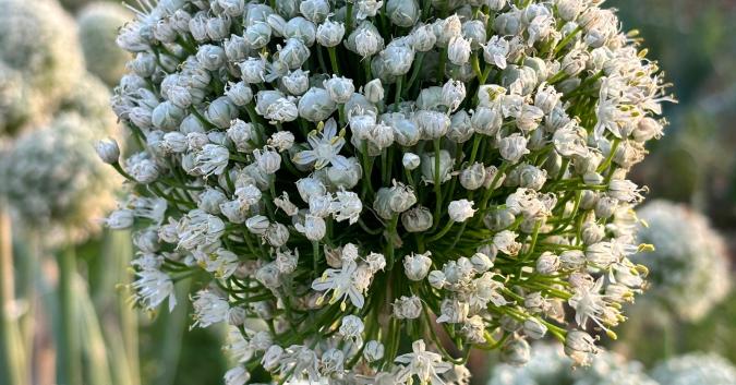 Cipolla in fiore