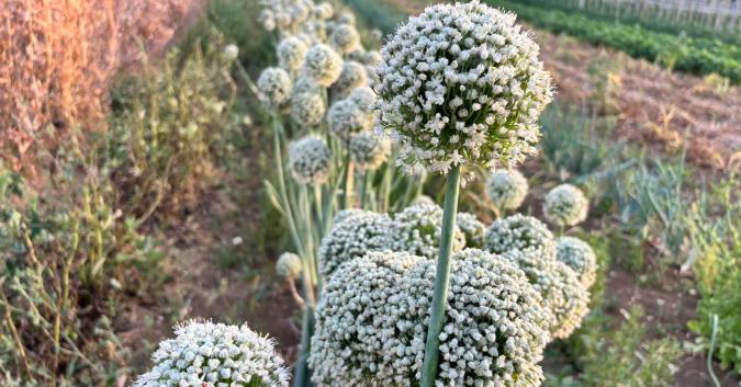 Cipolla in fiore