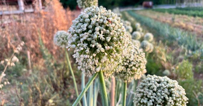 Cipolle in fiore