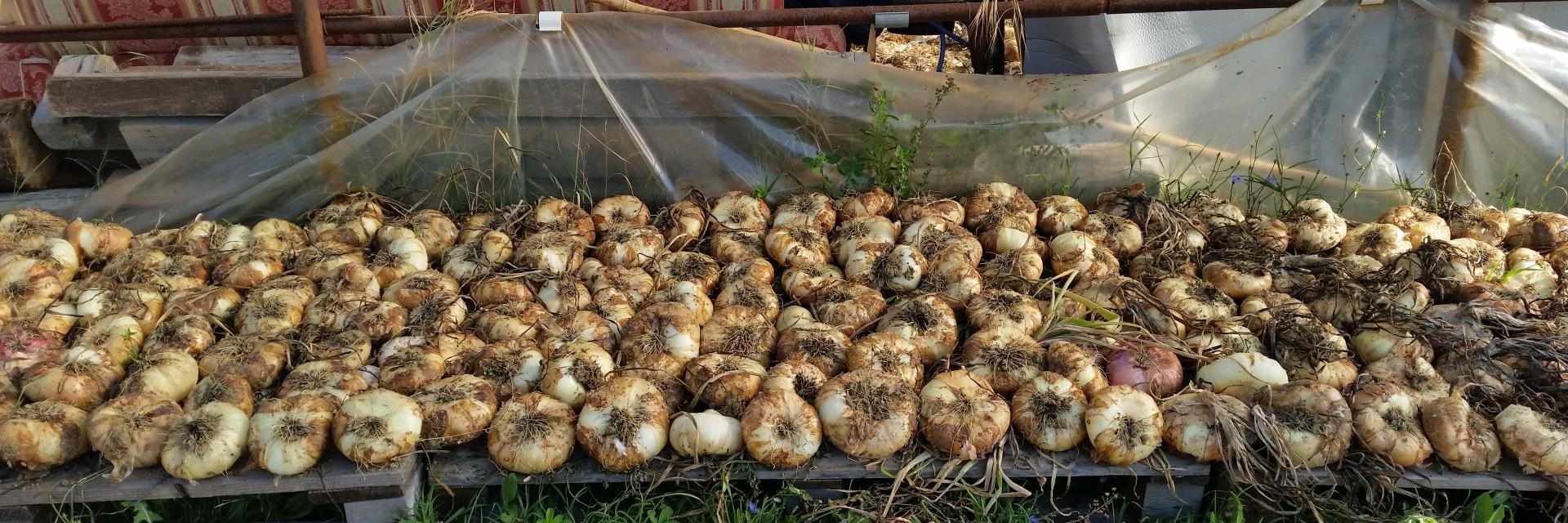 Produzione