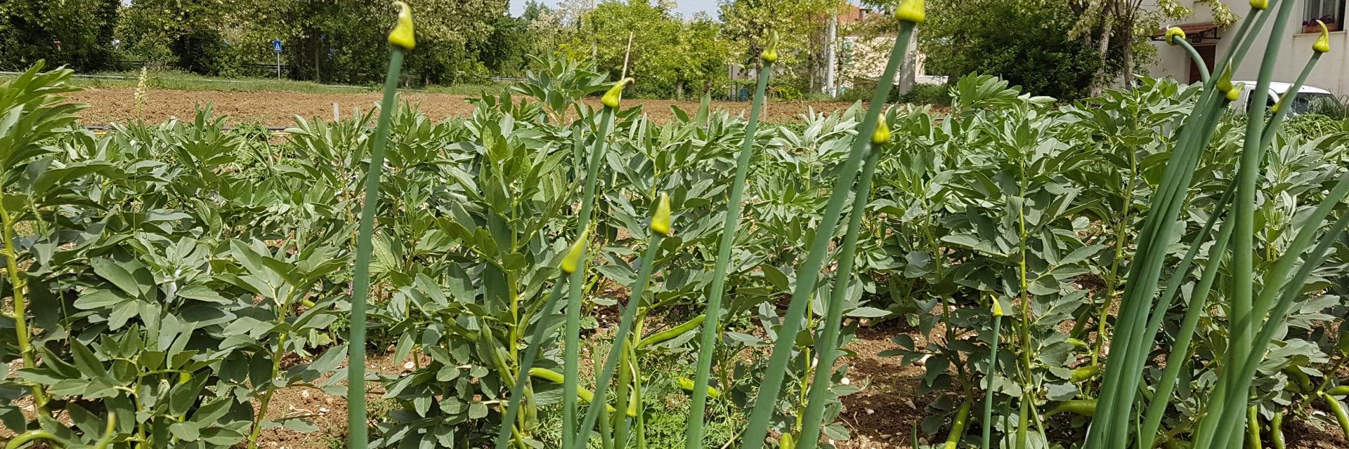 Cipolla Bianca