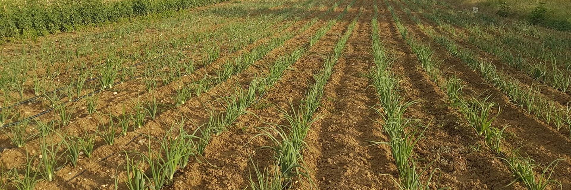 campi della raccolta di cipolla