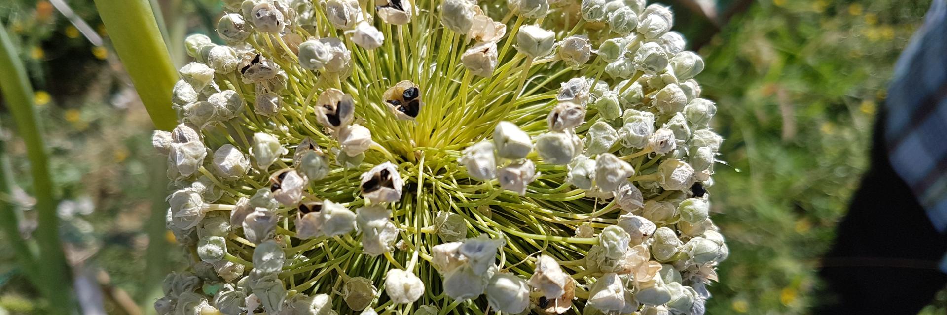 Cipolla Bianca