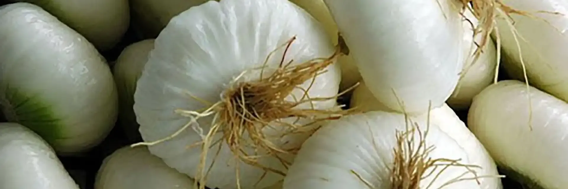 Cipollla Bianca